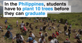 plant 10 trees