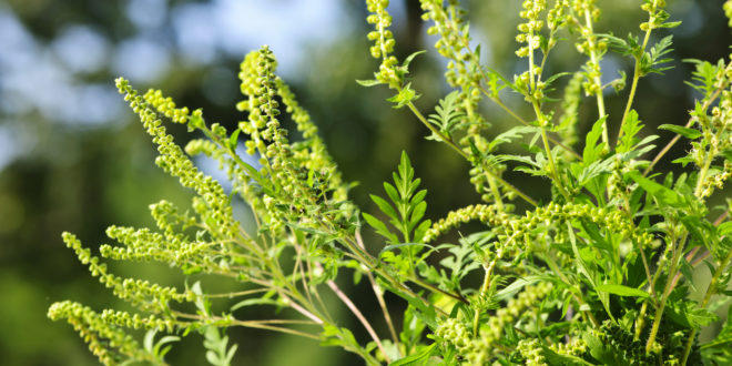 Highly allergenic ragweed invades South Africa