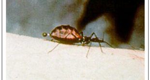 kissing bug chagas disease