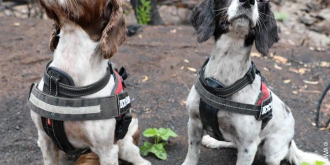 Meet Taz and Missy, koala detection dogs! 
.
 have taken Taz and Missy to burnt ...