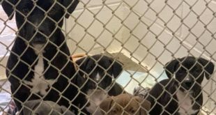 Mother Dog Found Dragging Her Puppies In A Crate On The Side Of The Road