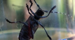 Tree discovered infested with Asian longhorned beetles