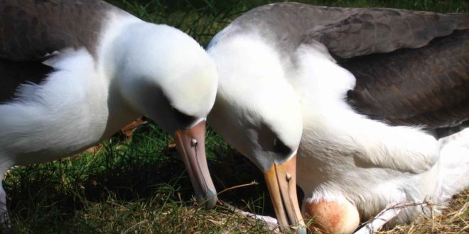 A pair of nesting Laysan albatrosses