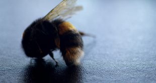 Bumblebees face mass extinction amid ‘climate chaos’, scientists warn