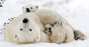 Fieldnotes: We ❤ Polar Bears