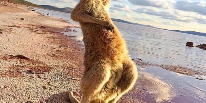 Happy time on the shore for this baby kangaroo  Lake Gairdner, South Australia.
...