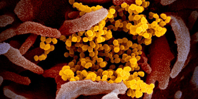 coronavirus and human cells