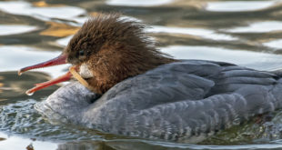 New York’s Central Park races to save a rare duck gagging on a piece of plastic