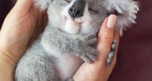 Real or Fake? Sweet baby koala 
 
.
Follow us  ️...