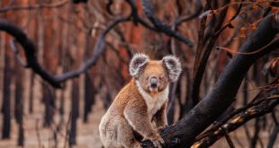 The Australian bushfires aren’t headline news anymore – but we’re only halfway t...