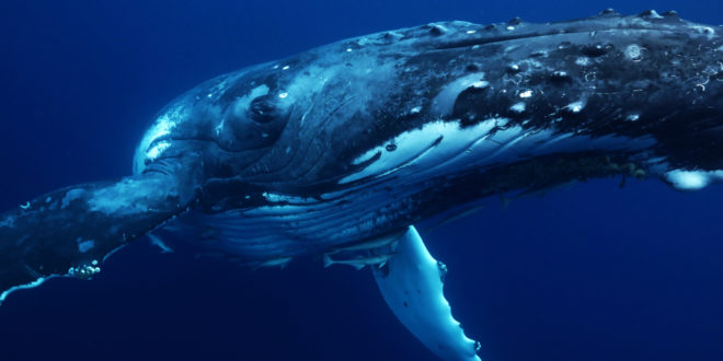 Why whales are climate change heroes