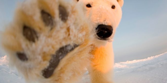 'Abundance' of Artic ice a concern for 'Polar bears' and 'climate change luvvies'