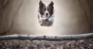 Action shots: Photographer captured different breeds of dog mid-flight in the woods