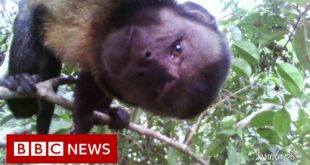 Amazon Deforestation - BBC News