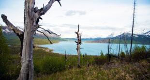 As Warming Alters Alaska, Can a Key Wildlife Refuge Adapt?