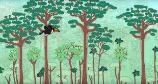 Deforestation Animation