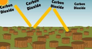 Deforestation Effects on Climate