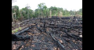 Deforestation: Facts, Causes & Effects