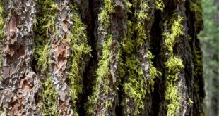 Green moss on tree bark