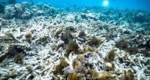 Great Barrier Reef coral bleaching linked to ‘anthropogenic climate change