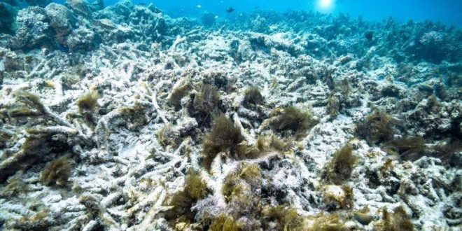 Great Barrier Reef coral bleaching linked to ‘anthropogenic climate change