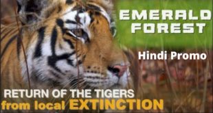 #How #Tigers Return from #Extinction #पन्ना #टाइगर रिजर्व, मध्य प्रदेश, पन्ना #जंगल मे बाघ की वाप्सी