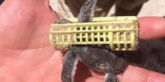 LOOK AT THIS HELPLESS BABY! 
.
Did you know that baby turtles are almost four ti...