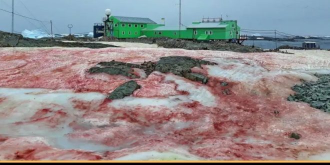 Snow has taken on a sinister-looking blood red colour at a Ukrainian research st...