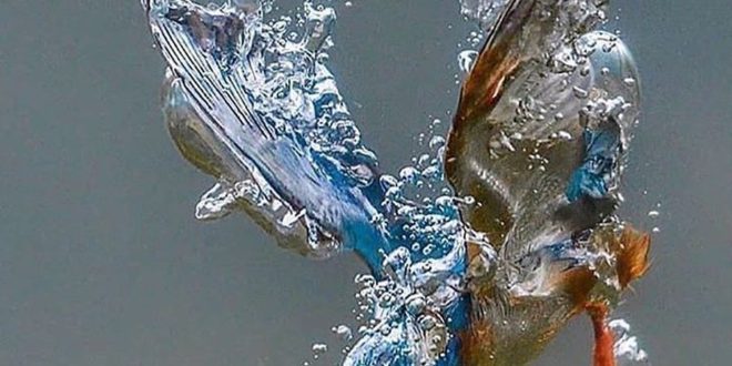 Stunning kingfisher 
-
Follow  
Follow  
-

1

#climate #climatechange #nature #...
