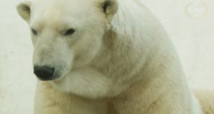 Susan Crockford: No climate emergency for polar bears