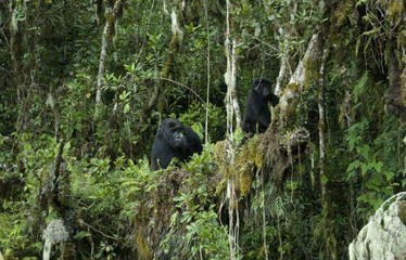 The Congo rainforest is losing its ability to absorb carbon dioxide. That’s bad for climate change.
