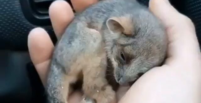This little one was rescued by a farmer in Australia recently from the bushfires...