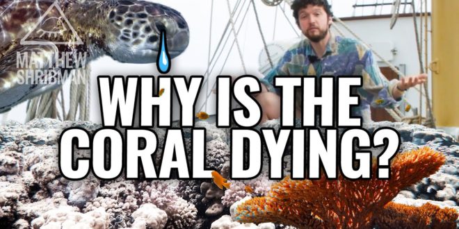 Why Is The Coral Disappearing?