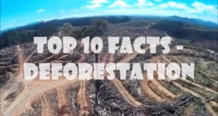 10 Deforestation Facts