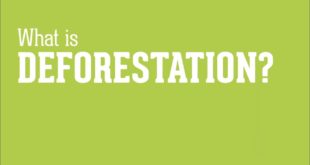 What is Deforestation?