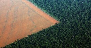 8 Dangers of Deforestation