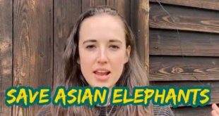 Ban adverts for and sale of Asian elephant tours that do not meet set standards