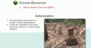 Deforestation - Environmental Studies