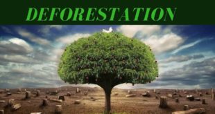 Deforestation ( meaning, causes, effects and solution)