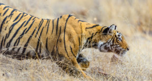 Five things Tiger King doesn’t explain about captive tigers