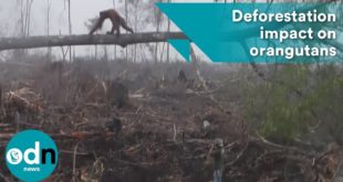Newly released footage shows heart-breaking impact of deforestation on orangutans