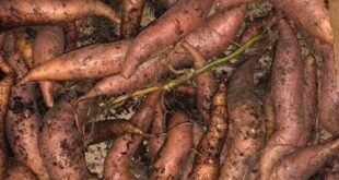 229: How to Grow Sweet Potato in Containers.