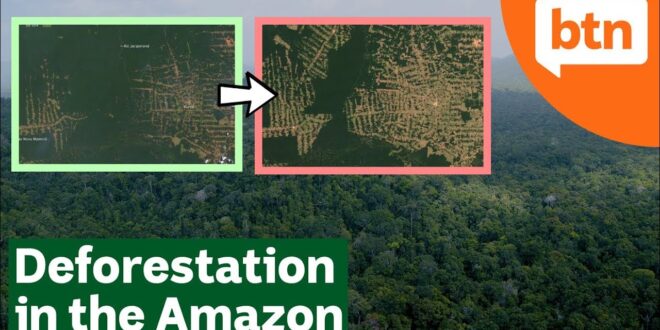 Amazon Deforestation Report: Losing 1 Soccer Pitch Worth Every Minute – Today’s Biggest News