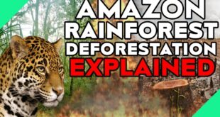 Amazon Rainforest Deforestation Explained