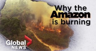 Amazon forest fire: What it tells us about deforestation