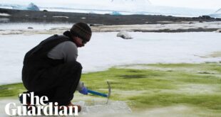 Antarctica: microscopic algae turning snow green could create new ecosystem