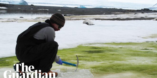 Antarctica: microscopic algae turning snow green could create new ecosystem