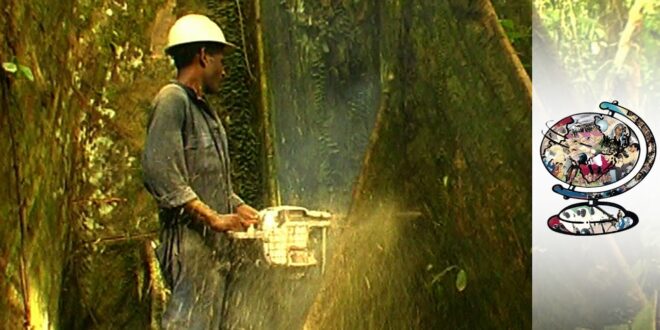 Deforestation Is Threatening Papua New Guinea's Indigenous Communities (1999)