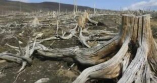 Deforestation and Desertification