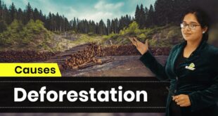 Deforestation and Its Causes | Conservation of Plants and Animals  | Science | Class 8 | In Hindi